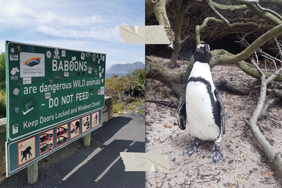 2-cape-town-penguin-baboons-sign-south-africa