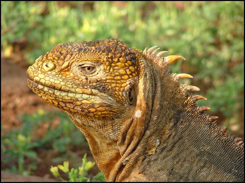 land-iguana