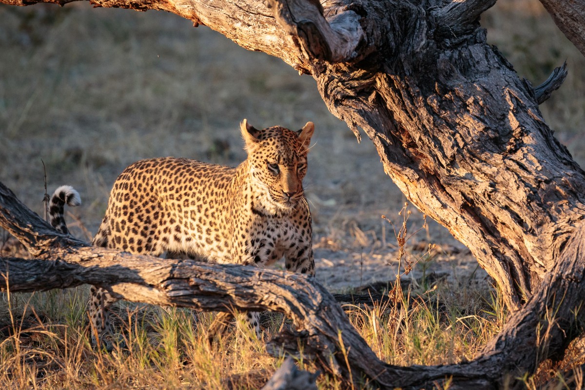 Leopard hiding at the Okavango Delta, Botswana, Africa