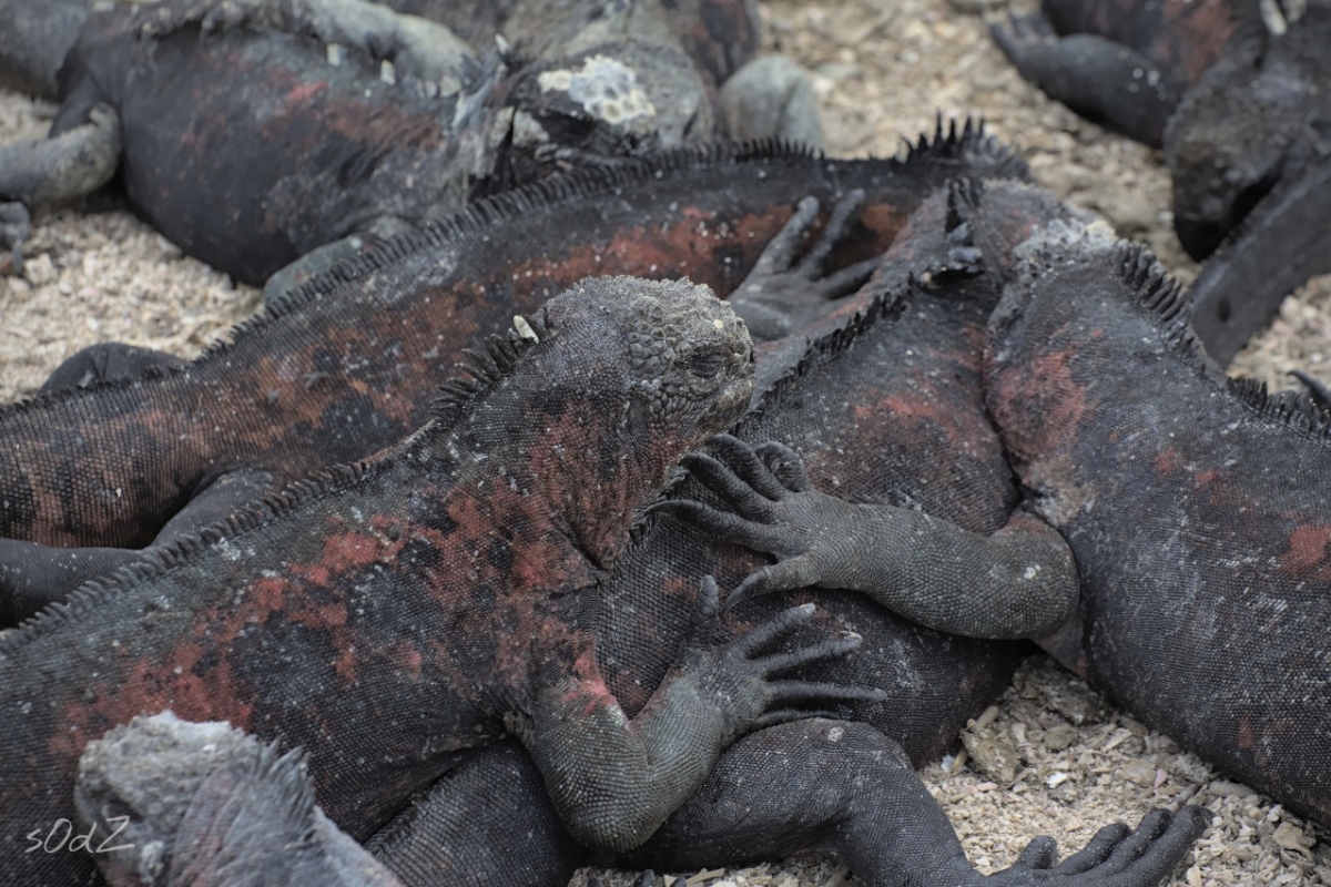 Marine iguanas huddling at the Galapagos Islands, Ecuador