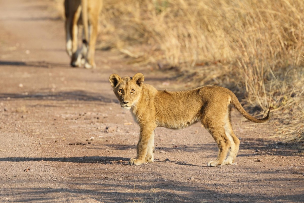 Mountain lion cub at Hwange National Park in Zimbabwe