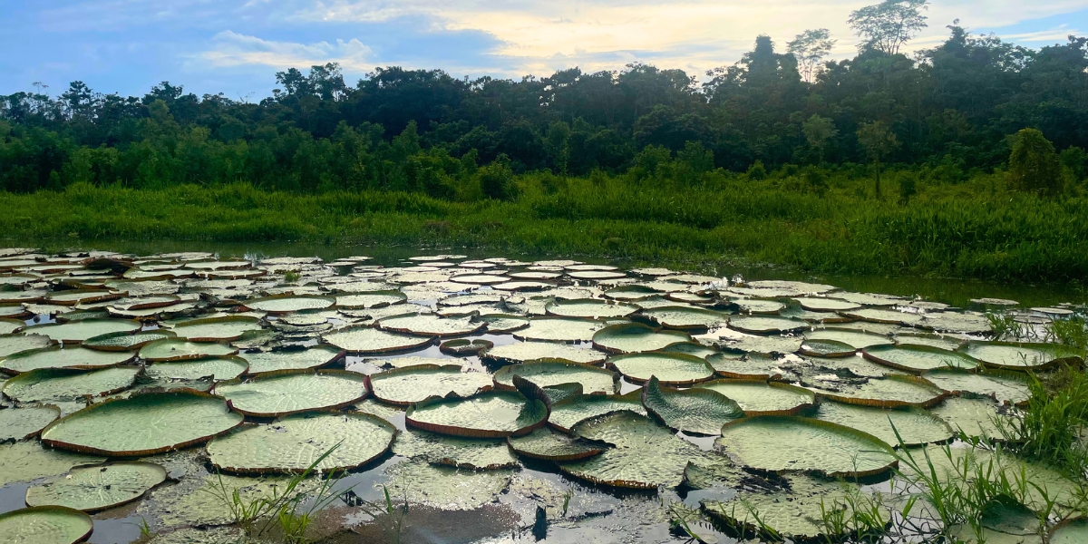 Giant lily pads in the Amazon rainforest