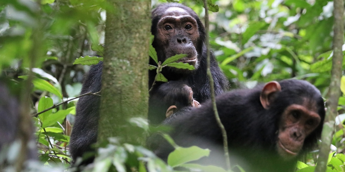 Chimp primates in Kibale Forest National Park, Uganda