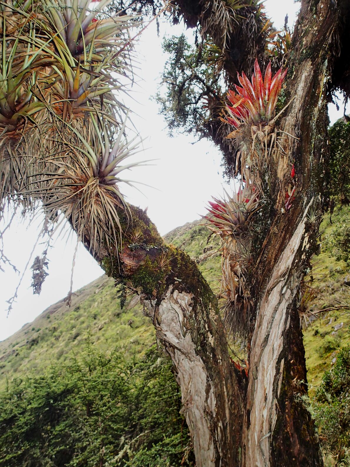 Flora around Choquechaca