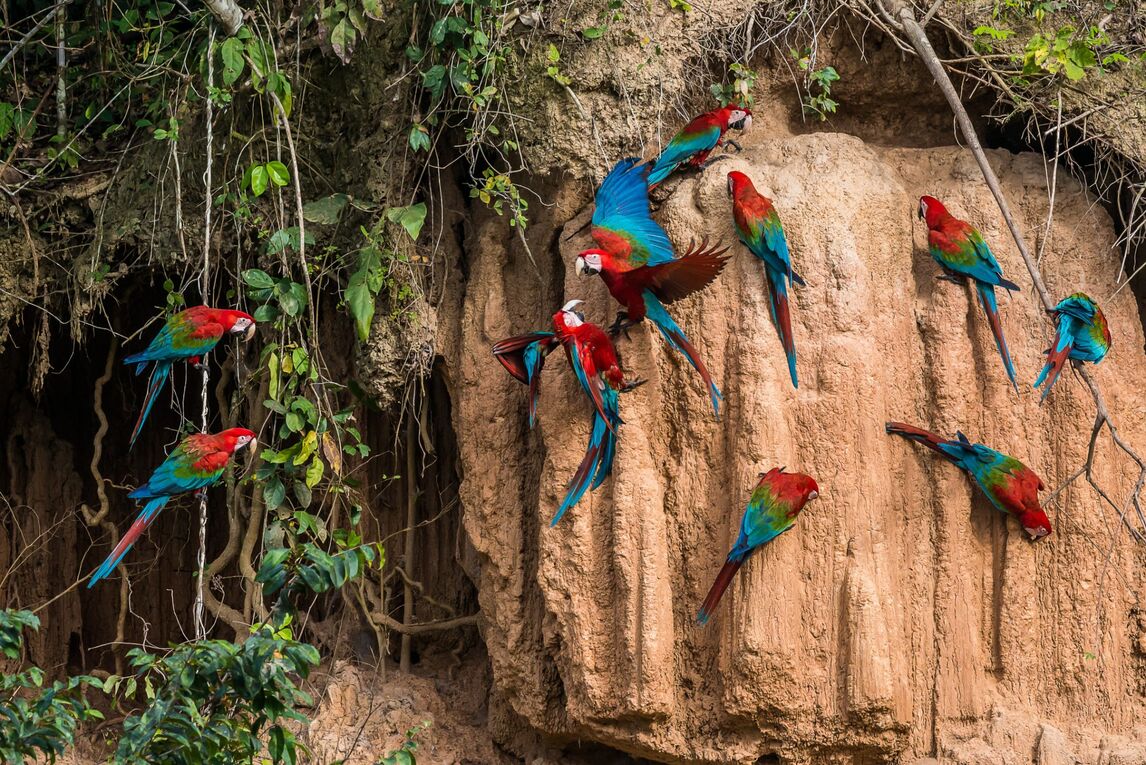 Macaws clay lick