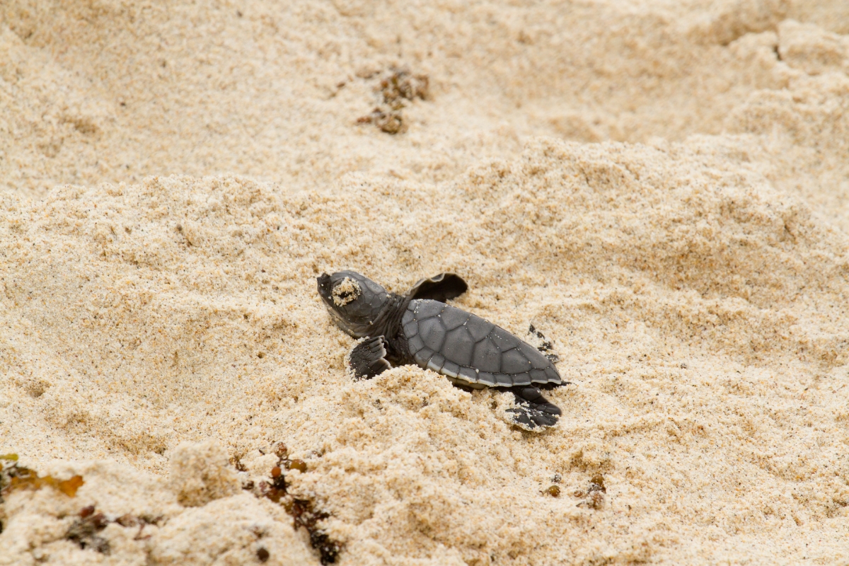 Baby sea turtle in the Galapagos Islands, Ecuador