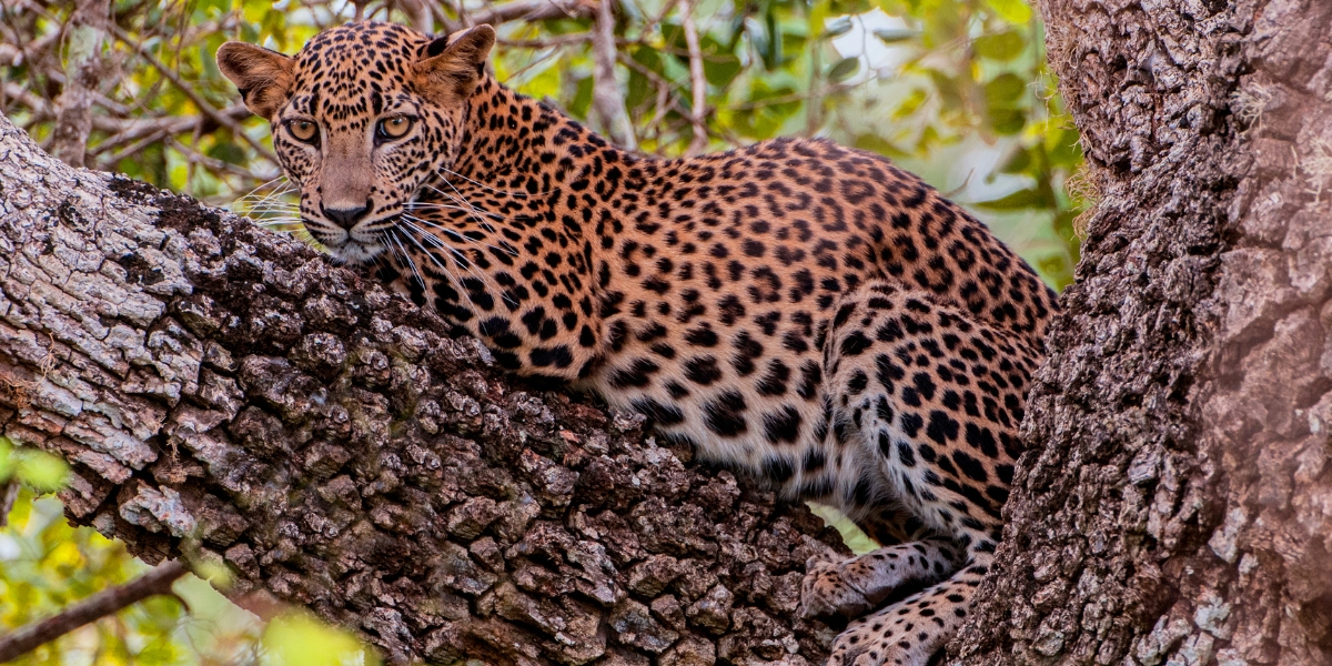 Leopard in tree in Yala National Park, Sri Lanka