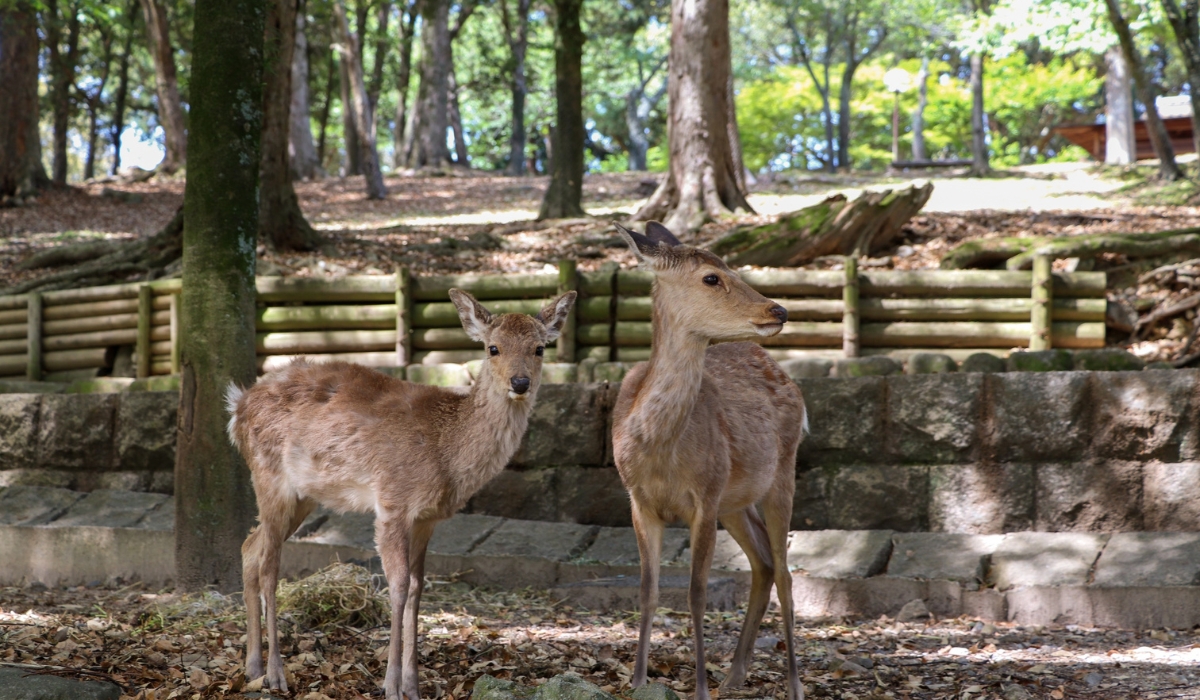 Deer in Nara Park in Japan