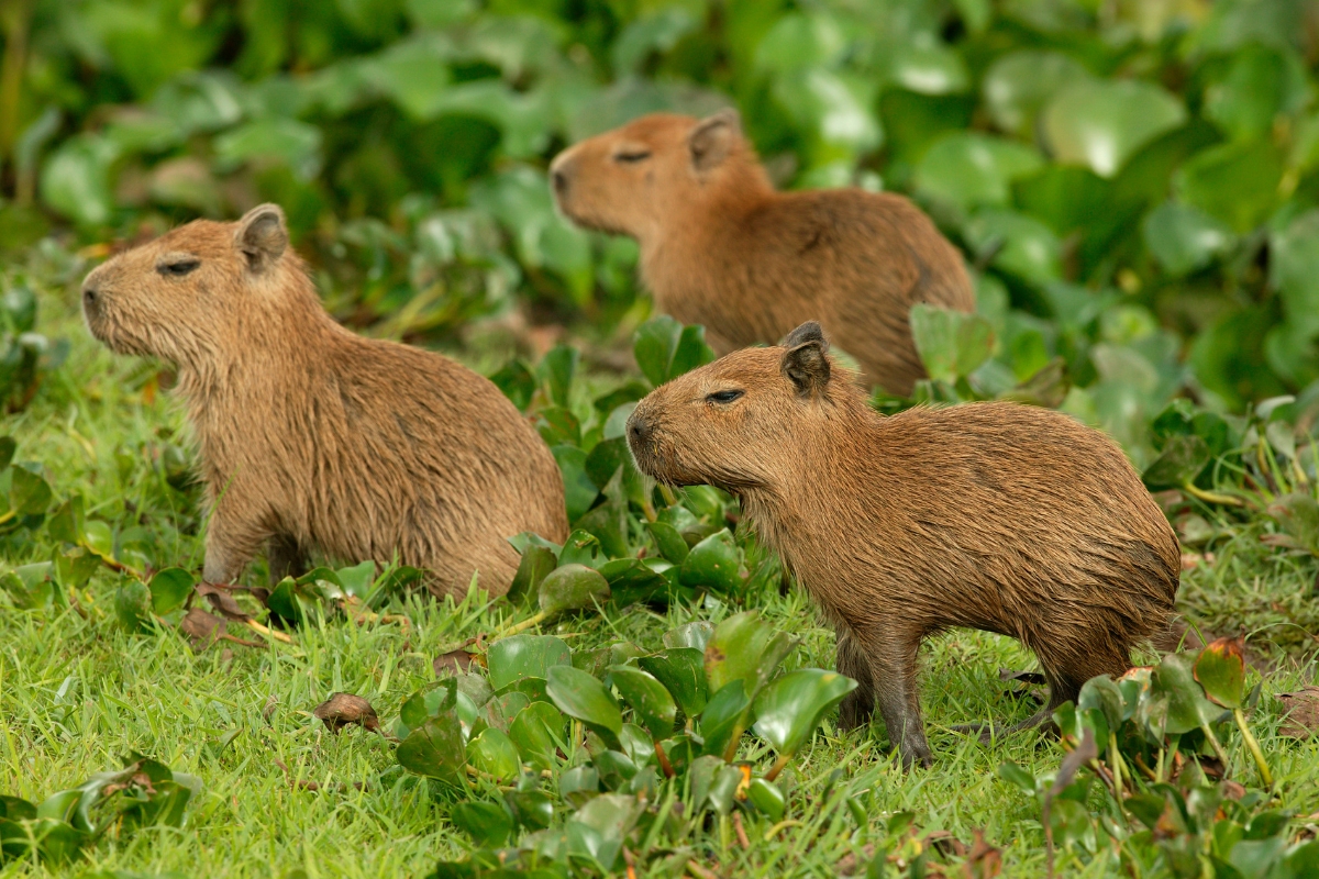 Baby capybaras in the wetlands of South America