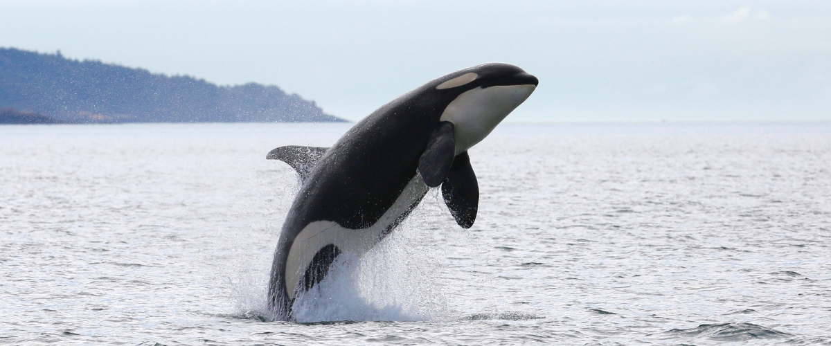 Orca killer whale breaching