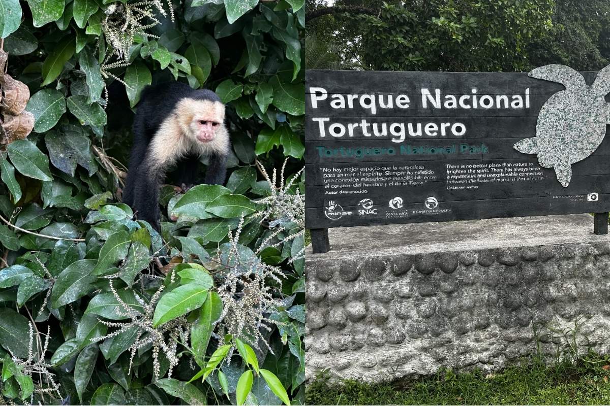 Spotting monkeys and exploring Tortuguero (Photo: Mikey Blount). 
