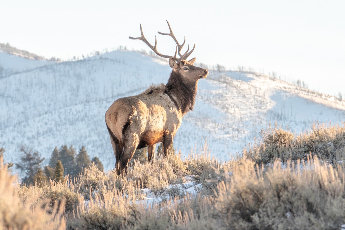 Elk spotted in Yellowstone National Park