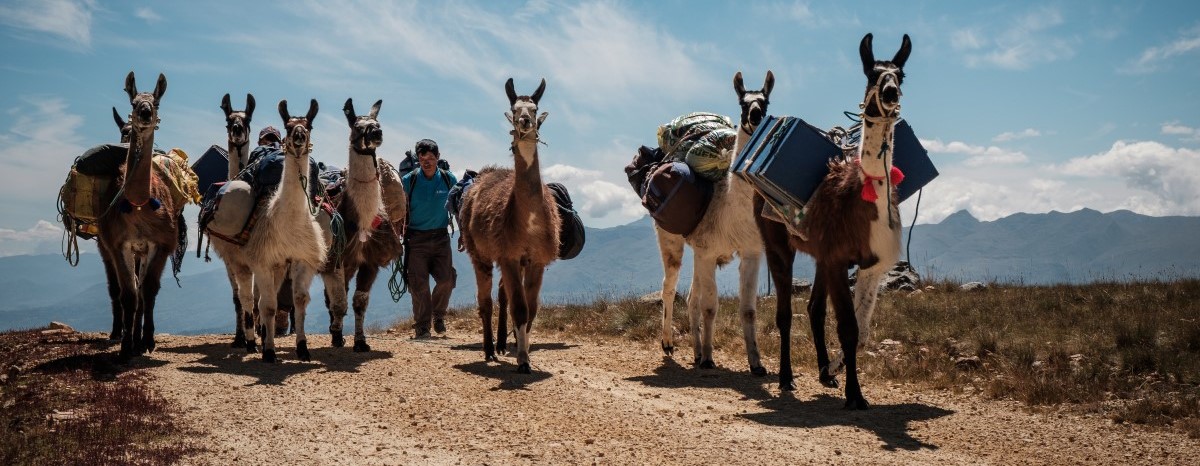 9 Great Inca Trail Qhapaq Nan Peru SA Expeditions Trek Llamas