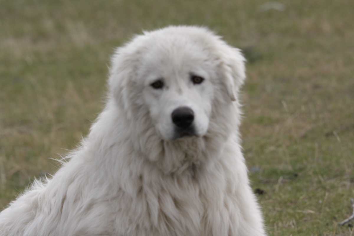 Working dog at the Estancia