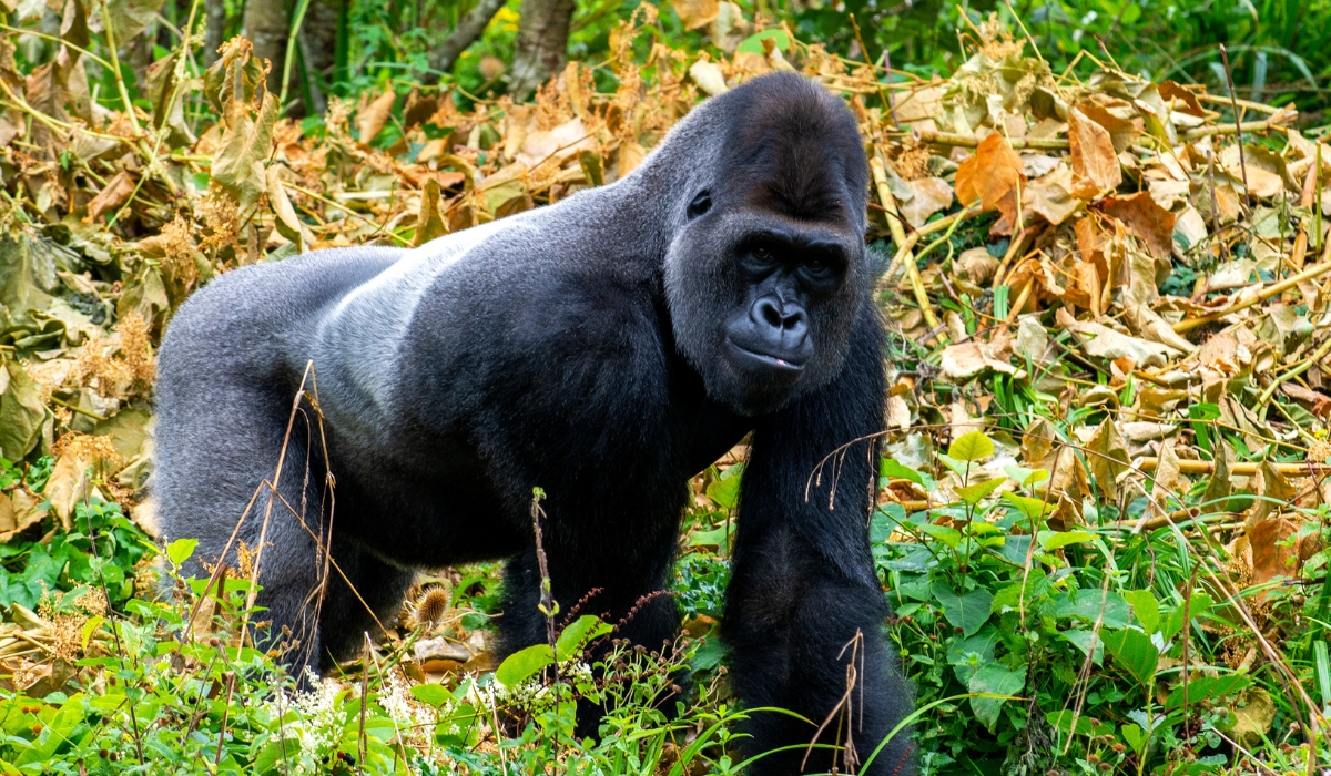 Mountain gorilla walking in Bwindi Impenetrable Forest, Uganda