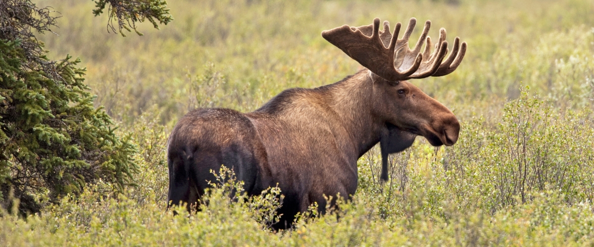 Moose in the Alaskan forest