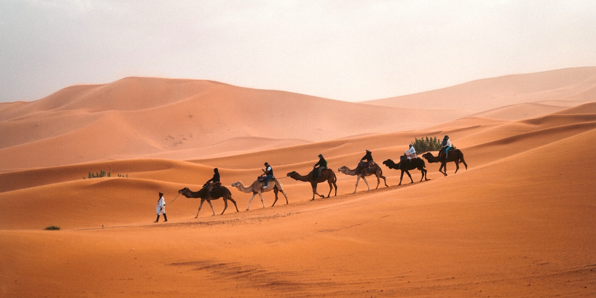 Camels in the Egypt desert
