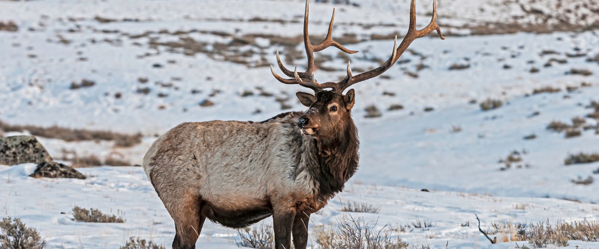 Rocky mountain elk in Yellowstone National Park winter