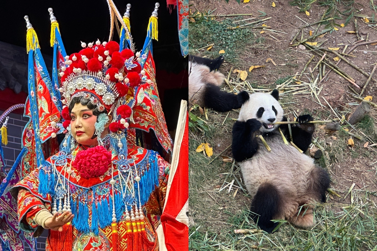 Visiting the Research Base of Giant Panda Breeding and experiencing a Sichuan opera performance in Chengdu 