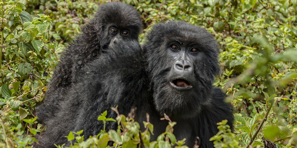 Mother and baby mountain gorillas in Volcanoes National Park, Rwanda