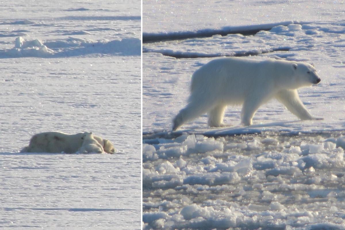2-sa-expeditions-the-arctic-polar-bears-svalbard-spitsbergen-longyearbyen