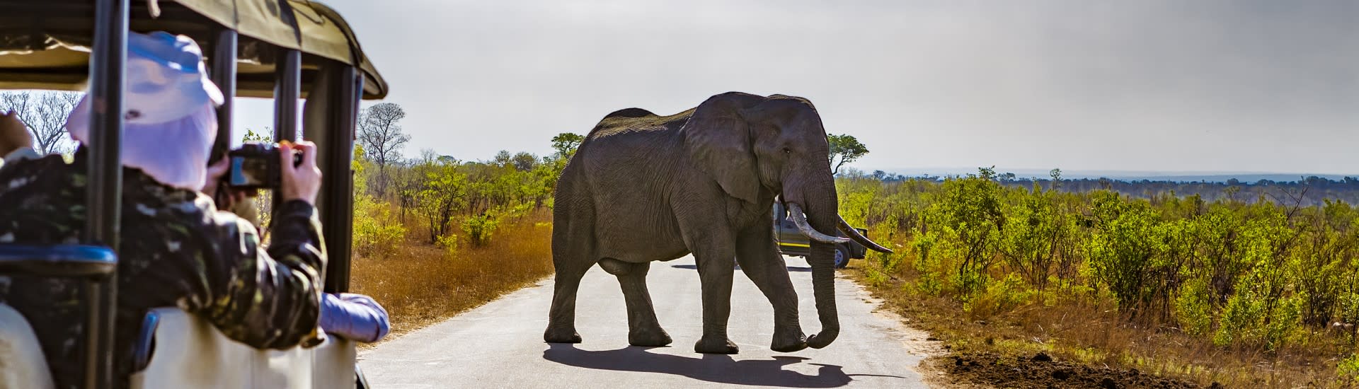 Elephant spotted on safari in Africa