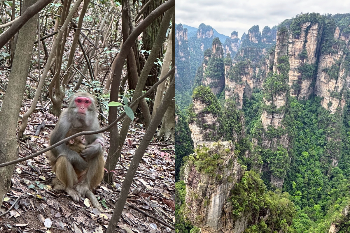 Macaques and Zhangjiajie peaks