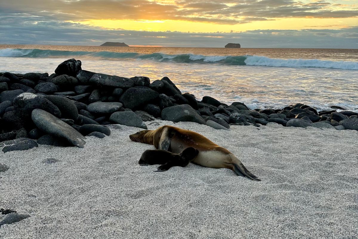 Mother and baby sea lions on the beach in Galapagos Islands during sunset
