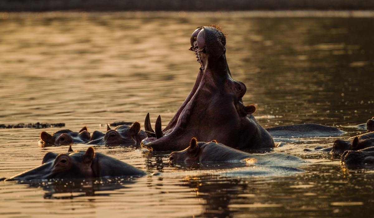 Hippo yawning in Mana Pools, Zimbabwe