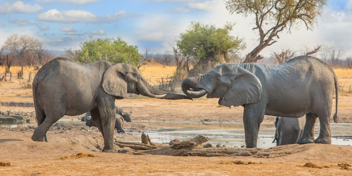 Elephants at play in Hwange National Park, Zimbabwe