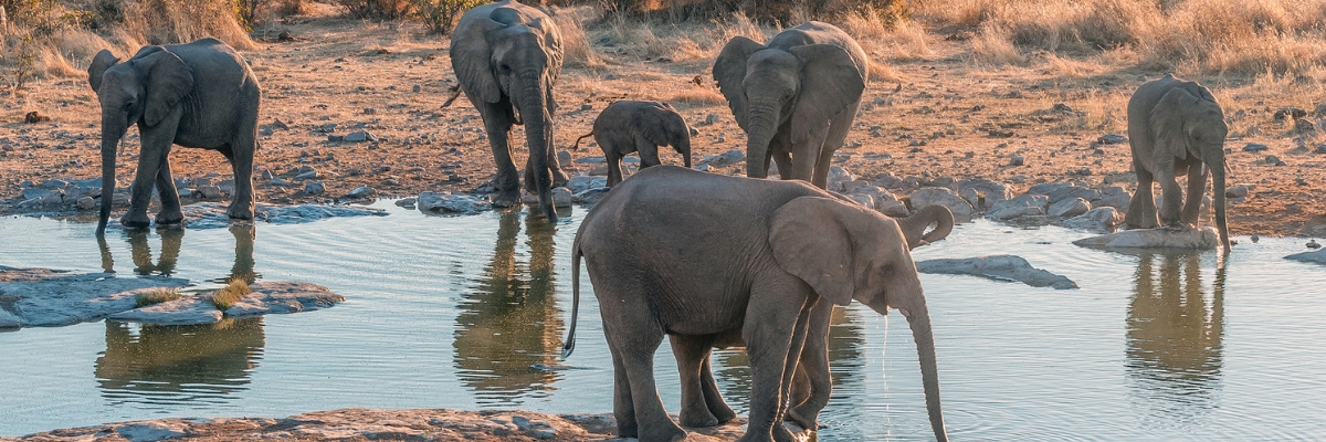 African elephants at sunset at the Halali waterhole, Etosha National Park, Namibia