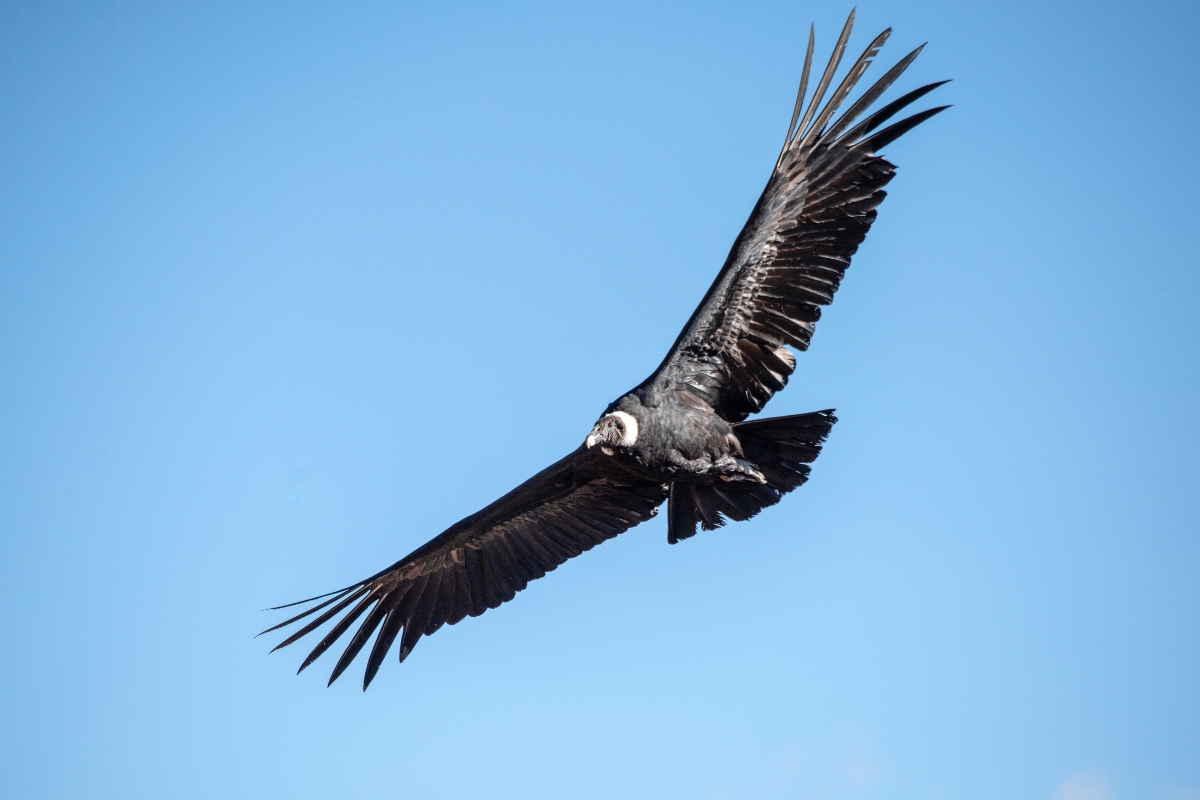 Andean Condor