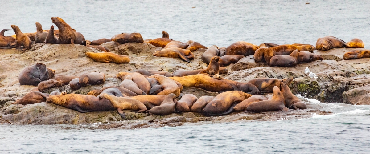 Stellar sea lions lounging in the Gulf of Alaska, Whittier Cruise