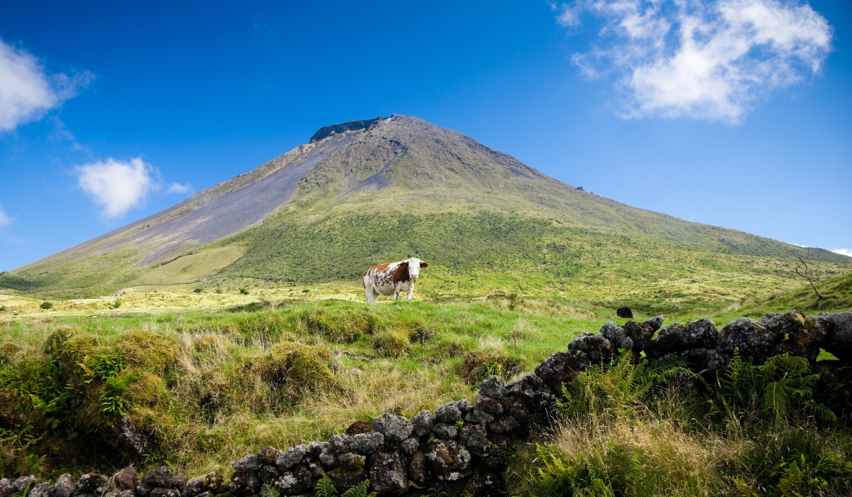 Cow at a pasture in a meadow with Mount Pico, Island, Azores, Portugal
