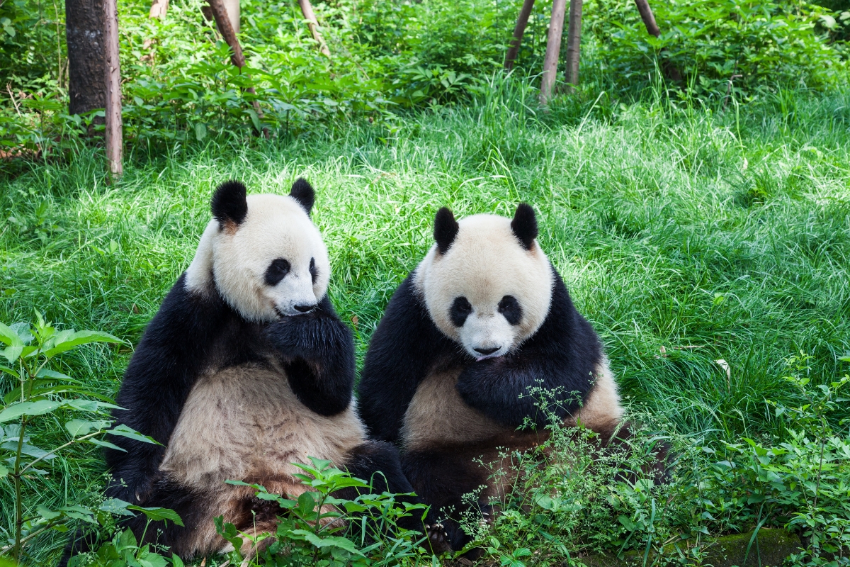 Two giant pandas playing in Chengdu, China. 