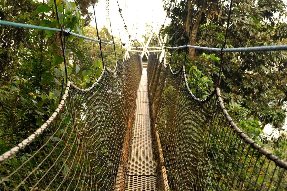 Canopy walkway in Nyungwe Forest National Park, Rwanda