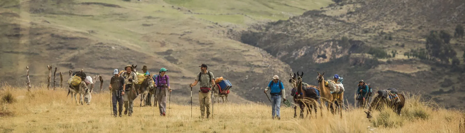 Tourists and animals hiking the Inca Trail