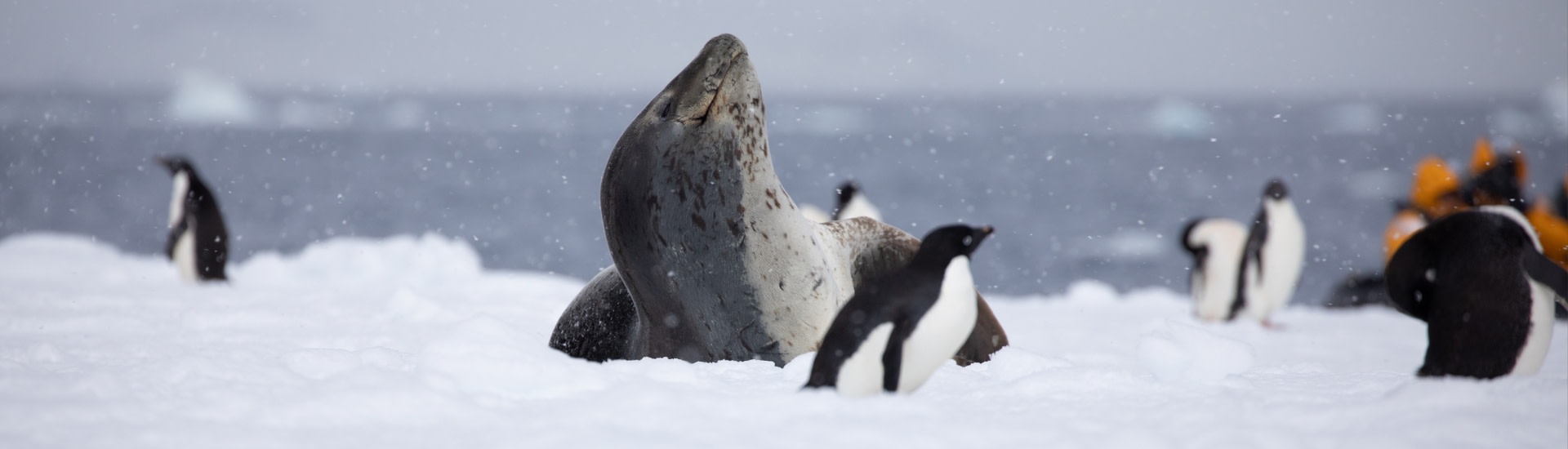 Leopard seal and penguins in Antarctica