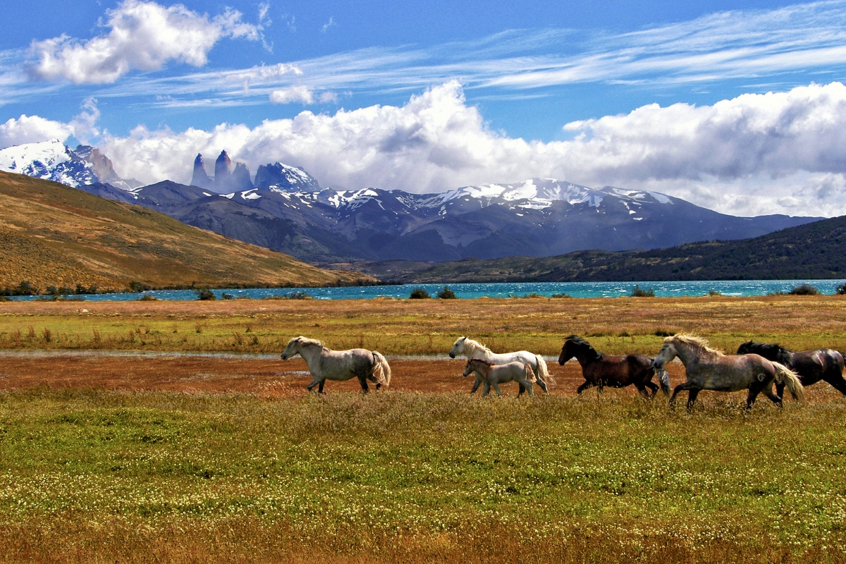 A herd of horses in Torres del Paine National Park, Patagonia, Chile