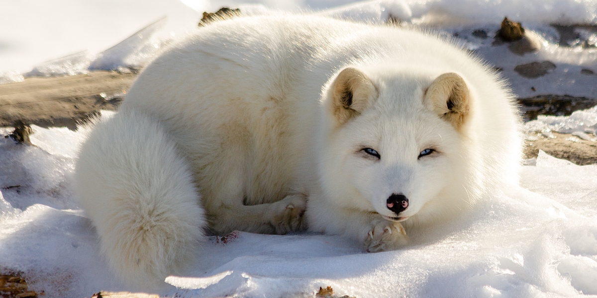 Arctic fox, wildlife