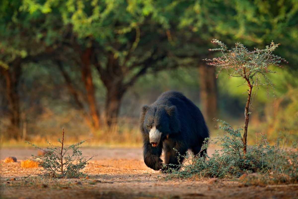 Sloth bear, Melursus ursinus, Ranthambore National Park, India