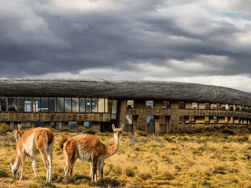 Guanacos in front of Tierra Patagonia Lodge