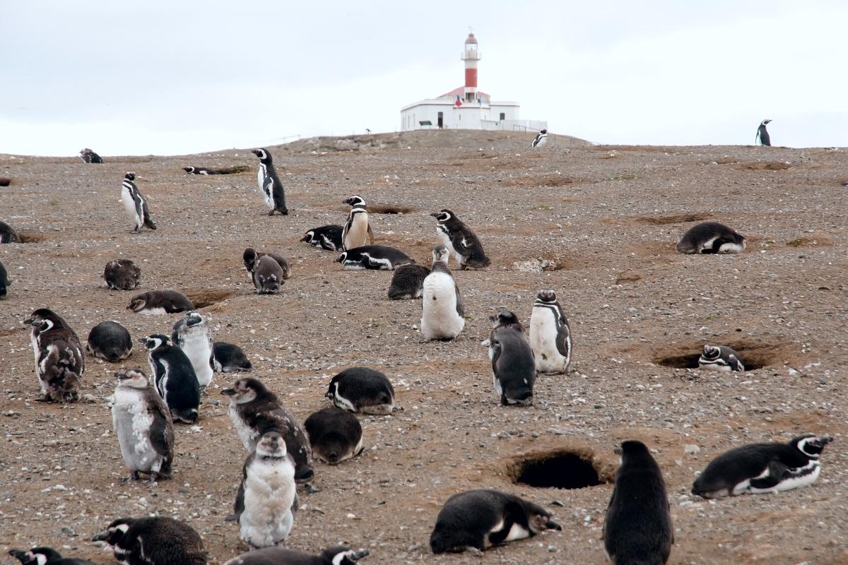 Magellanic penguins on Magdalena Island, Strait of Magellan, Chile