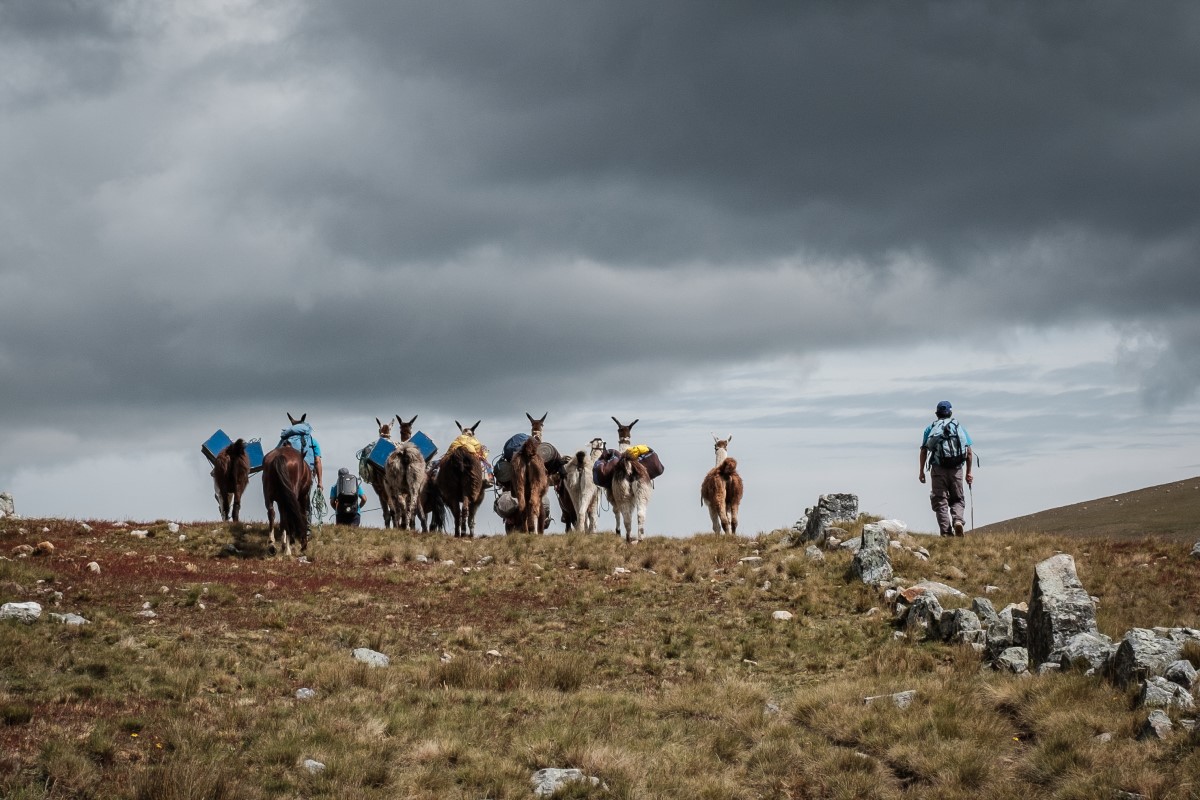 Llamas on the Great Inca Trail, SA Expeditions