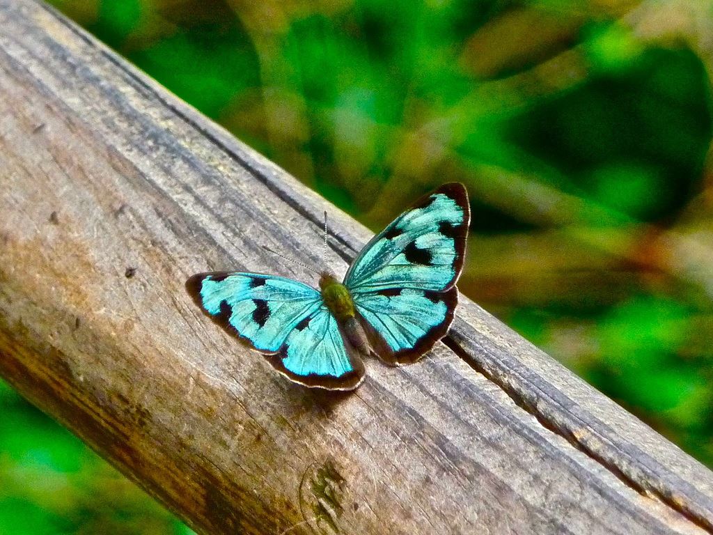 Azul-butterfly-Marissa-Strniste