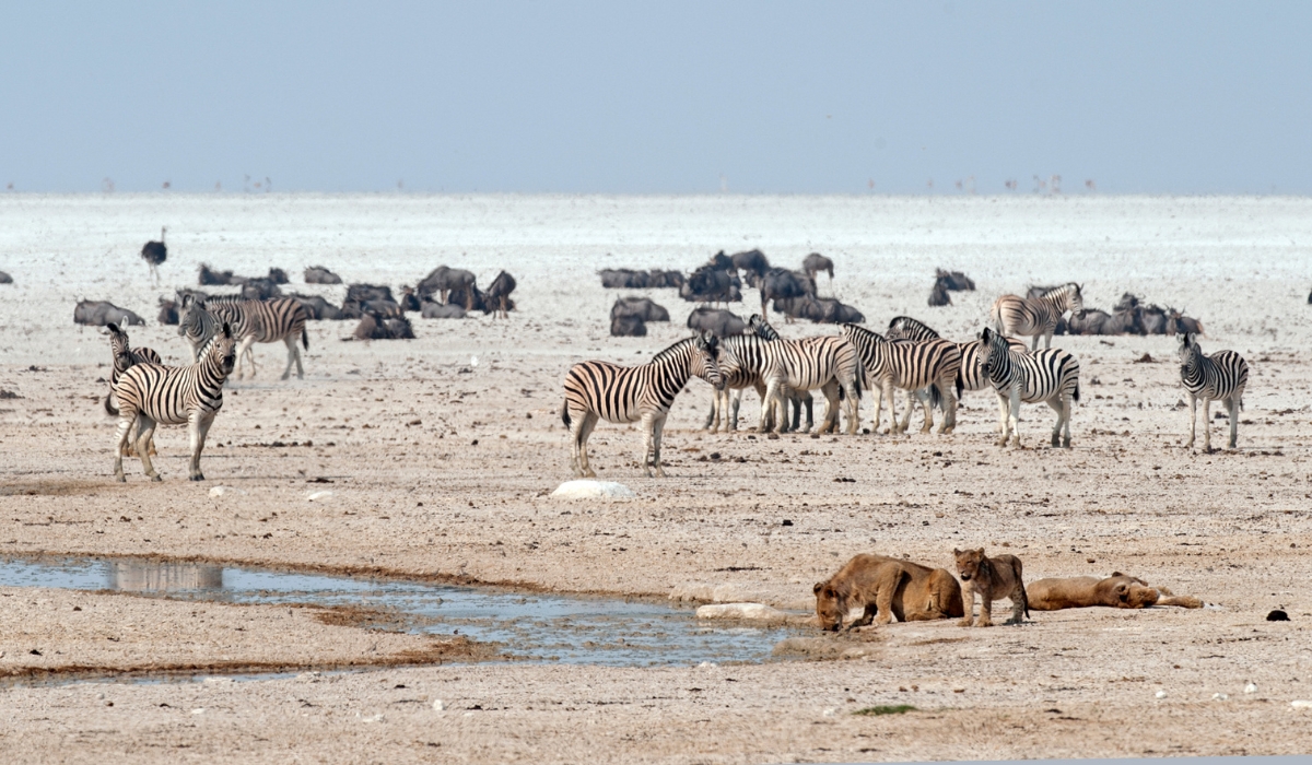 Zebras, wildebeests, and lions on Etosha Pan, Namibia