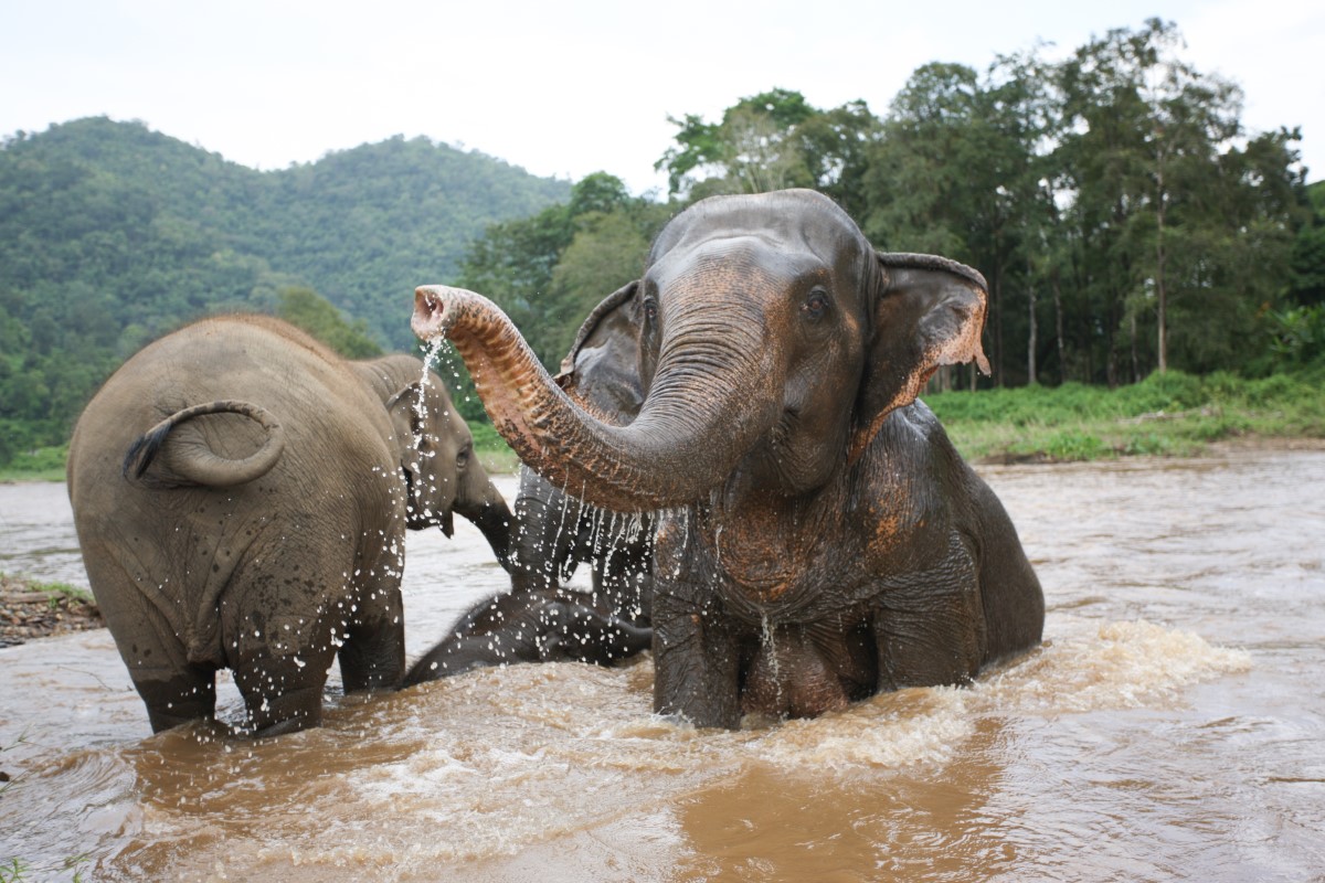 Elephant Nature Park in Chiang Mai Thailand