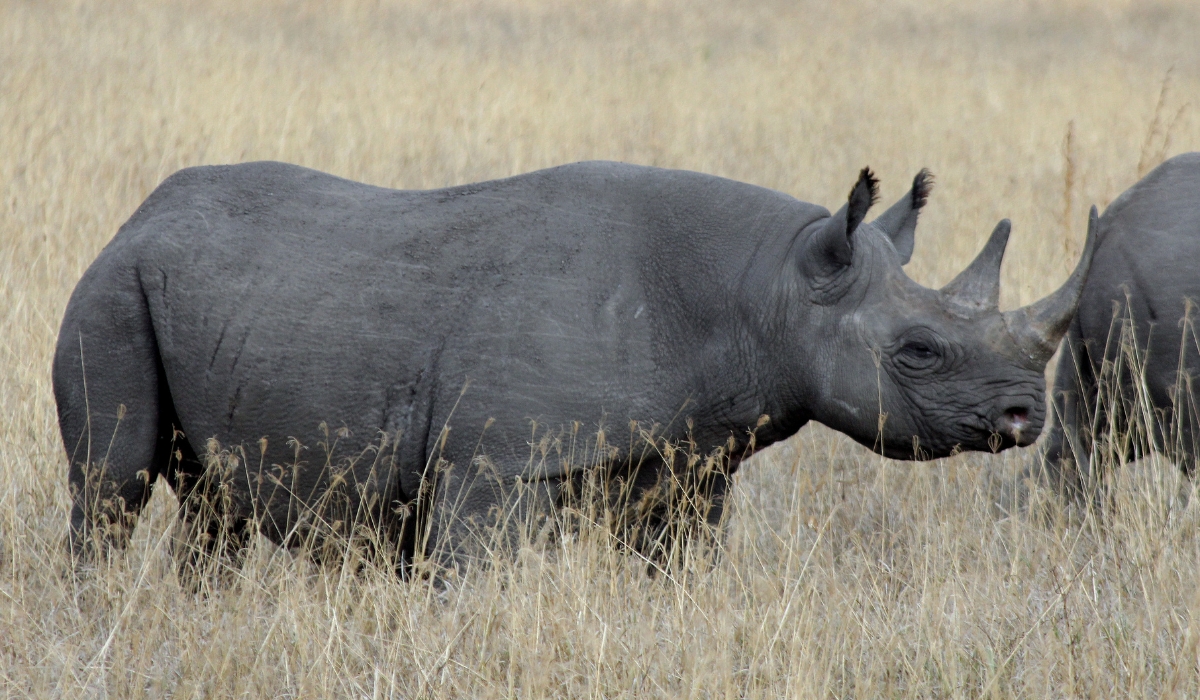 Black rhinoceros in Ngorongoro Crater, Tanzania