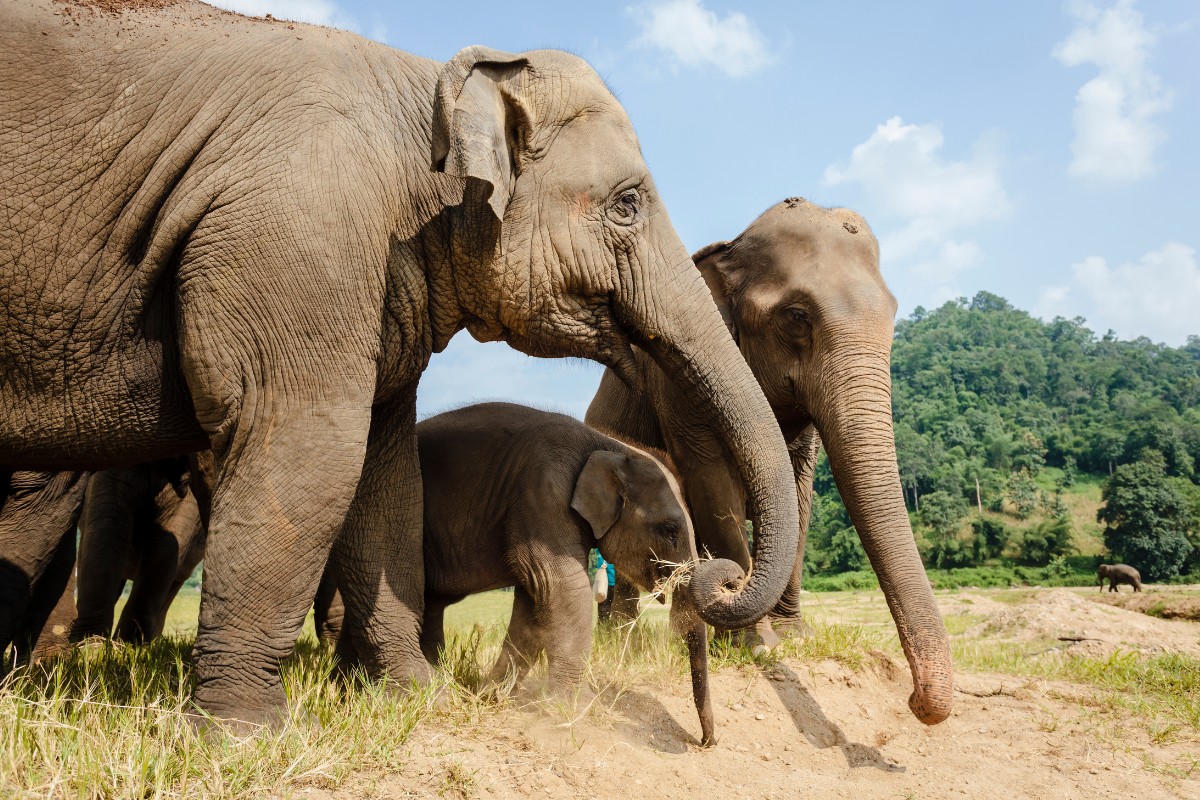 Two elephants and a baby elephant at Chiang Mai Elephant Rescue Park in Thailand