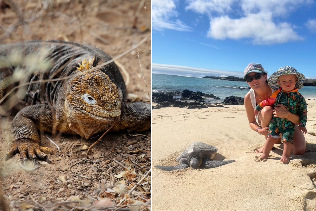 Land iguana and Hayley Ward SA Expeditions Destination Expert family with sea turtle at the Galapagos Islands, Ecuador
